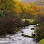 hayedo-tejera-negra-rio-Zarzas